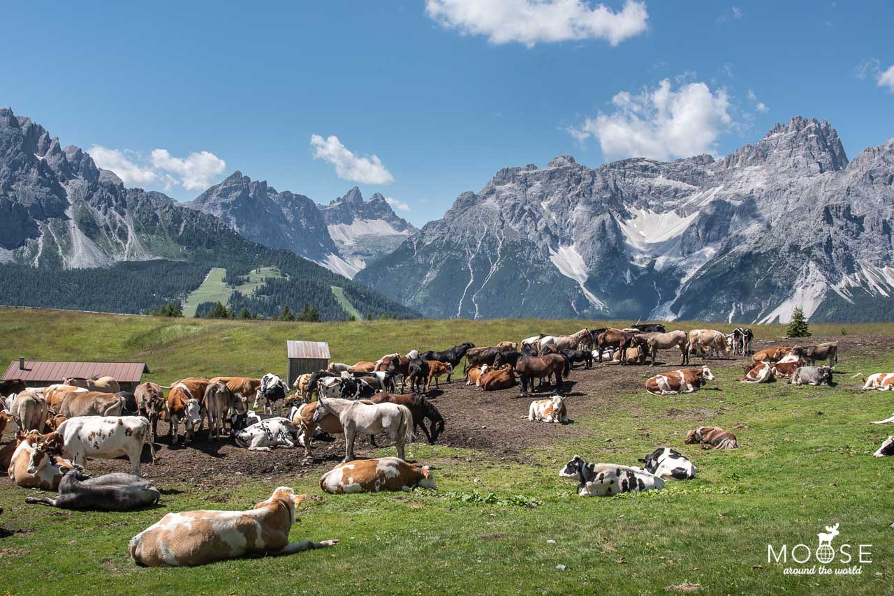 Familienwanderung Sextner Dolomiten Stierkopf Almenwanderung Familie Südtirol