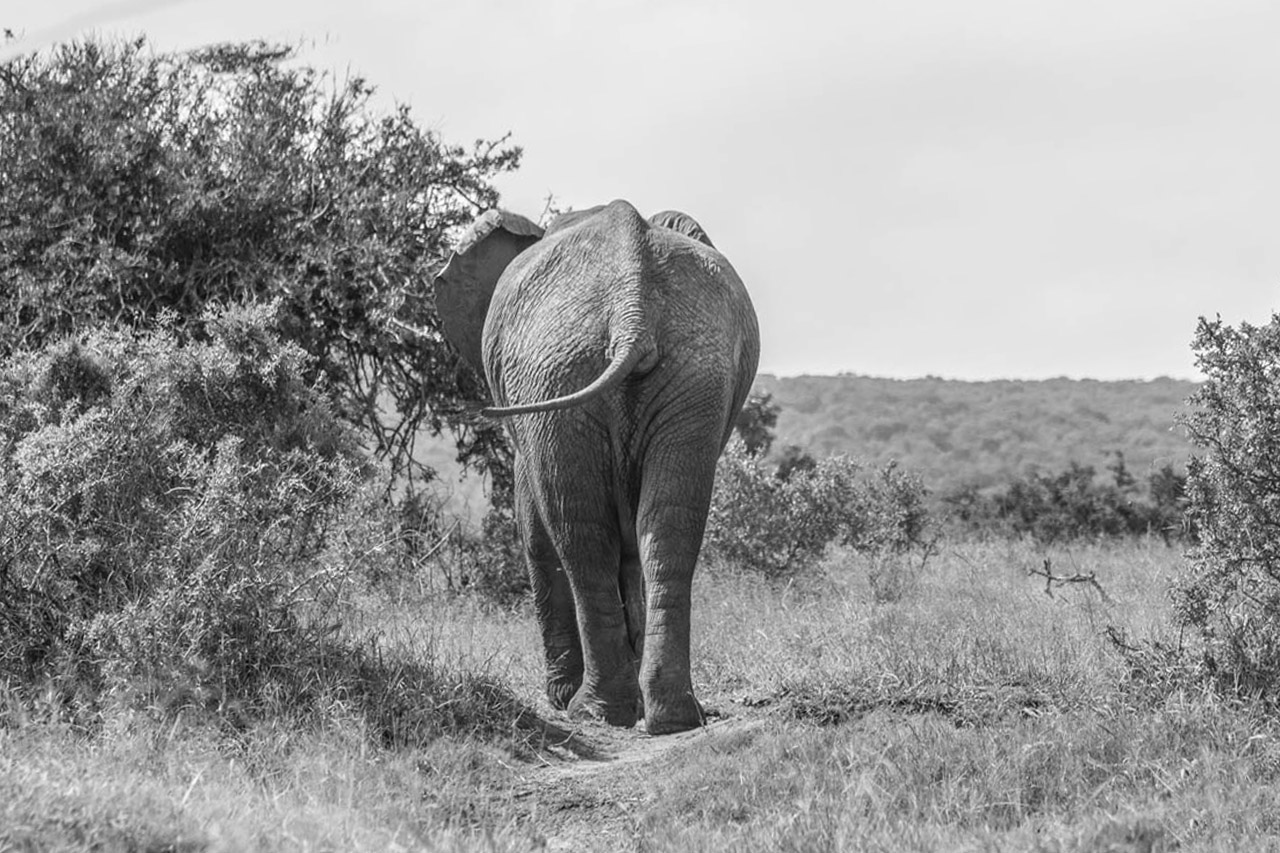 Addo Elephant Park Elefanten