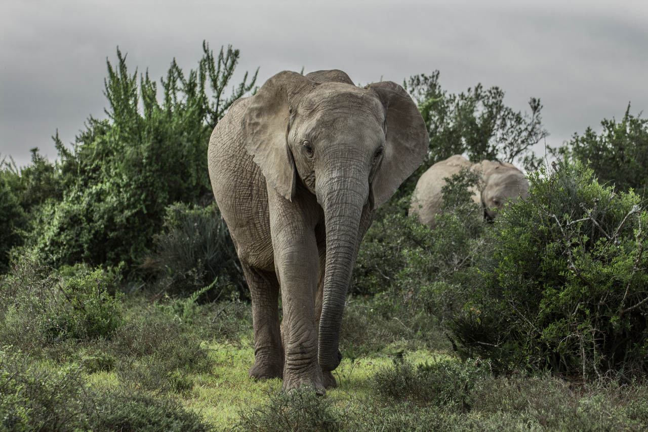 Addo Elephant Park Elefanten