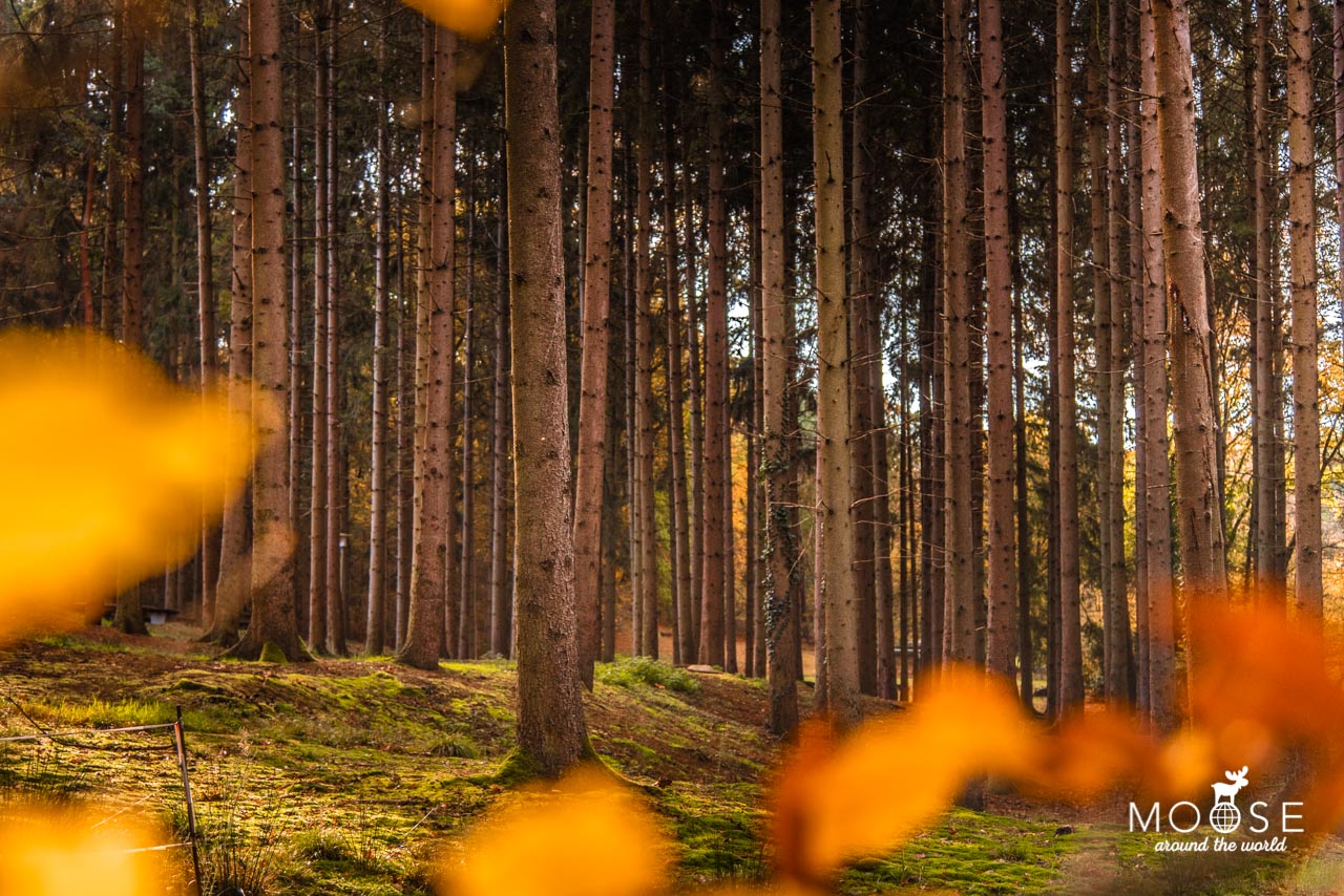 Premiumwanderweg Birgeler Urwald Niederrhein