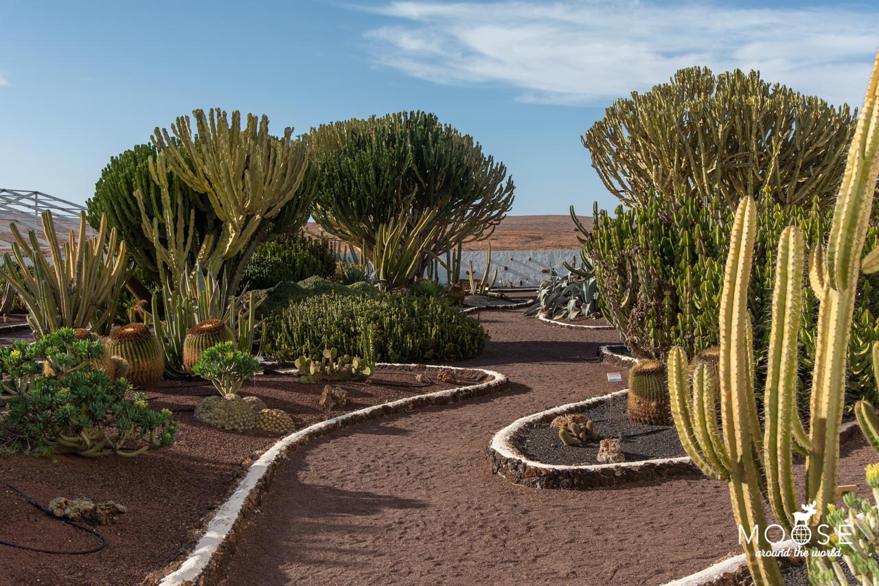 Kakteenpark Molino de Antigua Fuerteventura