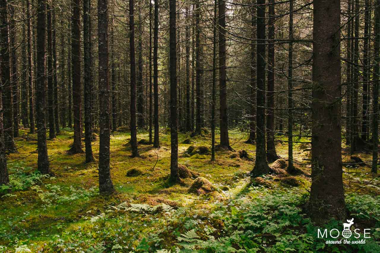 Wald Norwegen Gran Stabbur Gran Nordre Ferien Natur