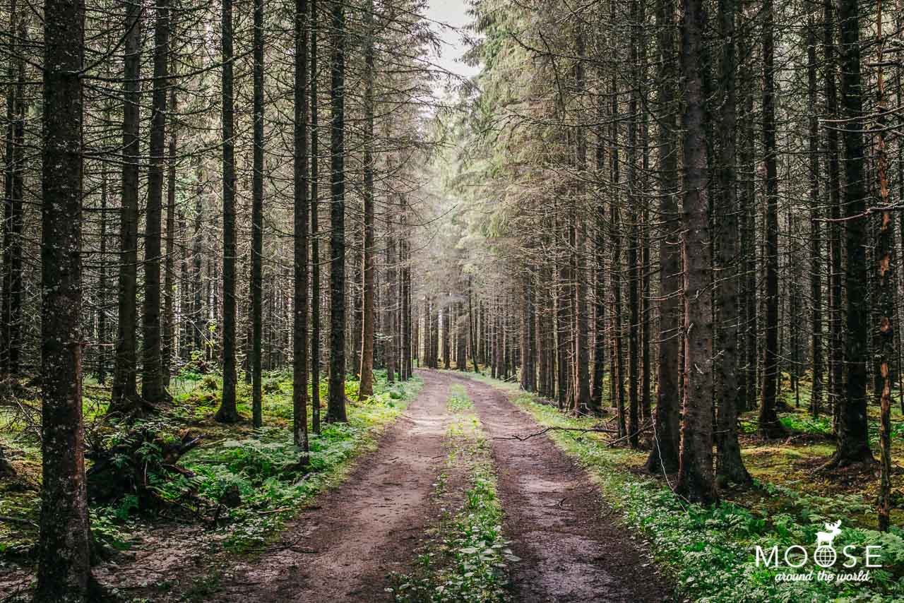 Wald Norwegen Gran Stabbur Gran Nordre Ferien Natur