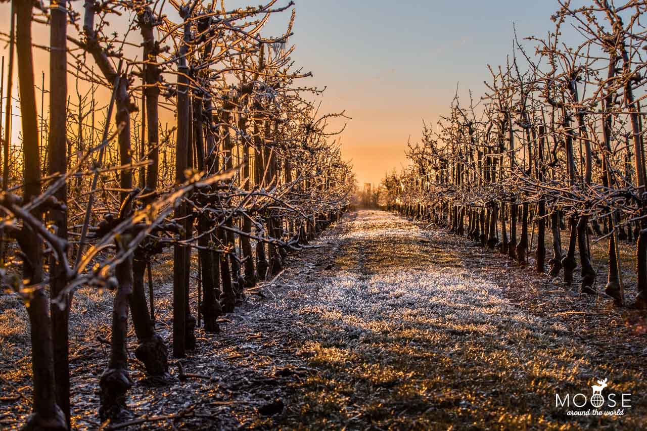 Tönisvorst Apfelplantagen Huverheide Frostschutzbewässerung