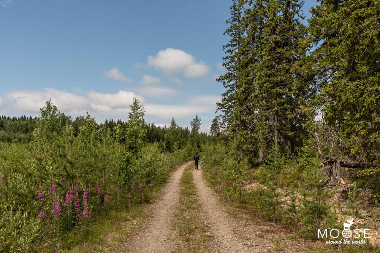 Wandern Jättiläisenmaa Paltamo Finnland Sommer