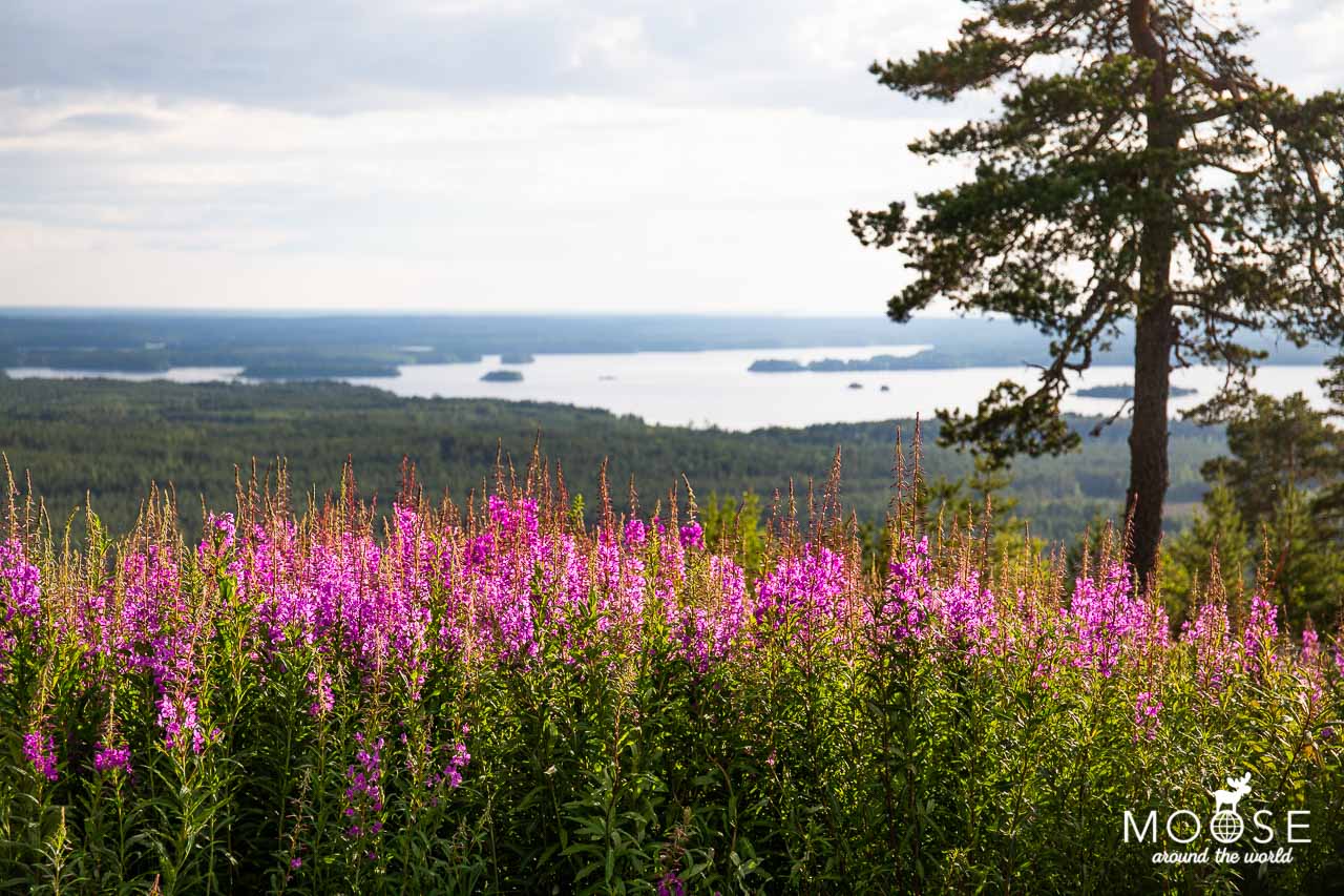 Oulujärvi See Jättiläisenmaa Paltamo Finnland