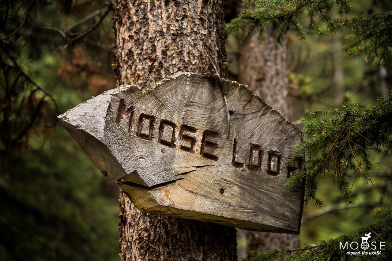Moose Lake Jasper Nationalpark