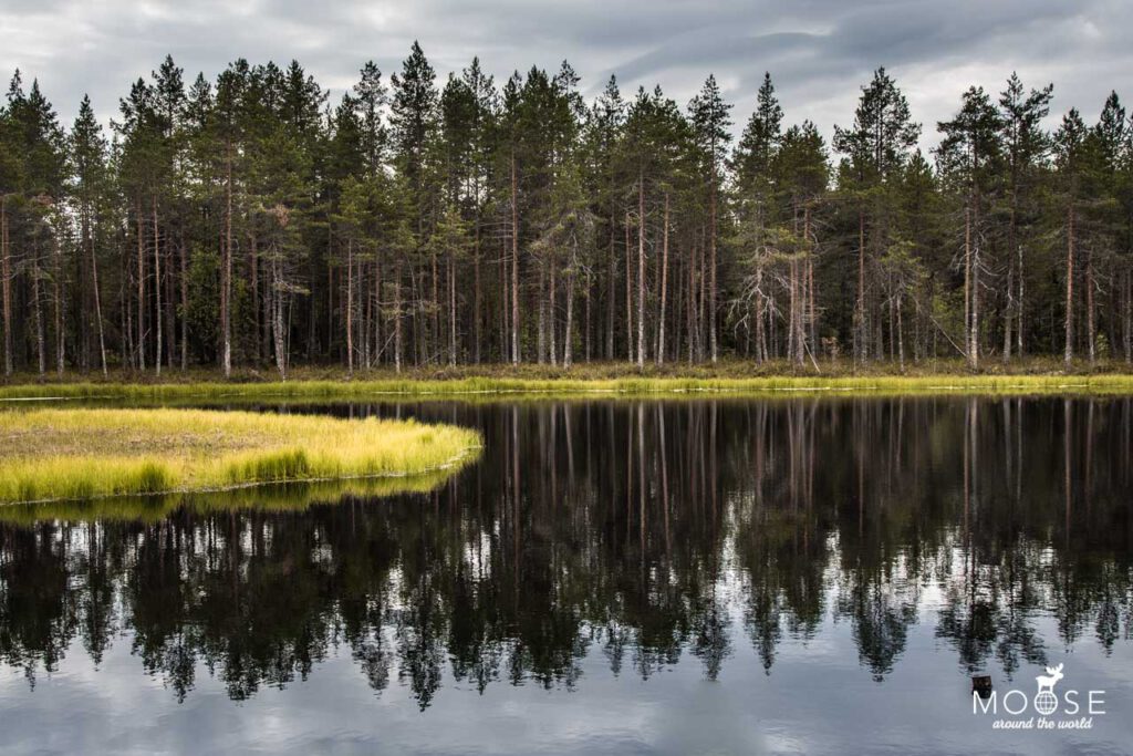 Wandern Koli Nationalpark Finnland Sommer