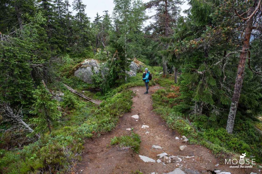 Wandern Koli Nationalpark Finnland Sommer