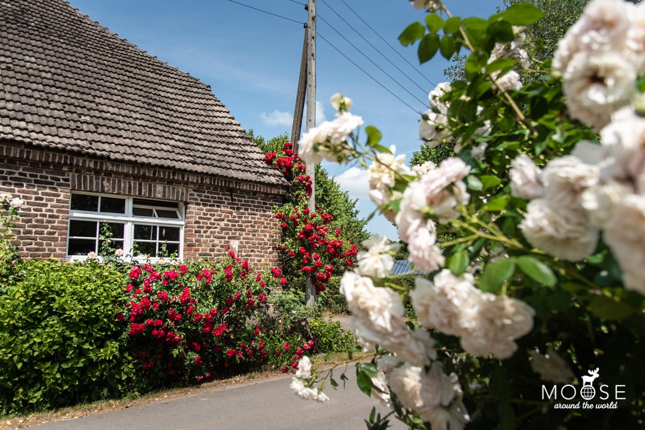 Picknick Rosenblüte Neuhollandshof Wesel-Bislich