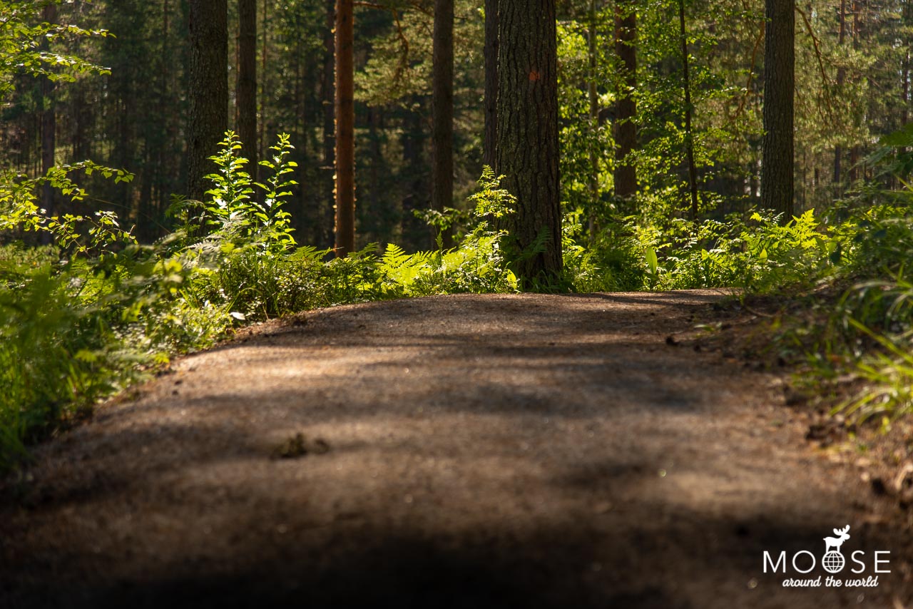Harjureitti Trail Punkaharju Saimaa Finnland
