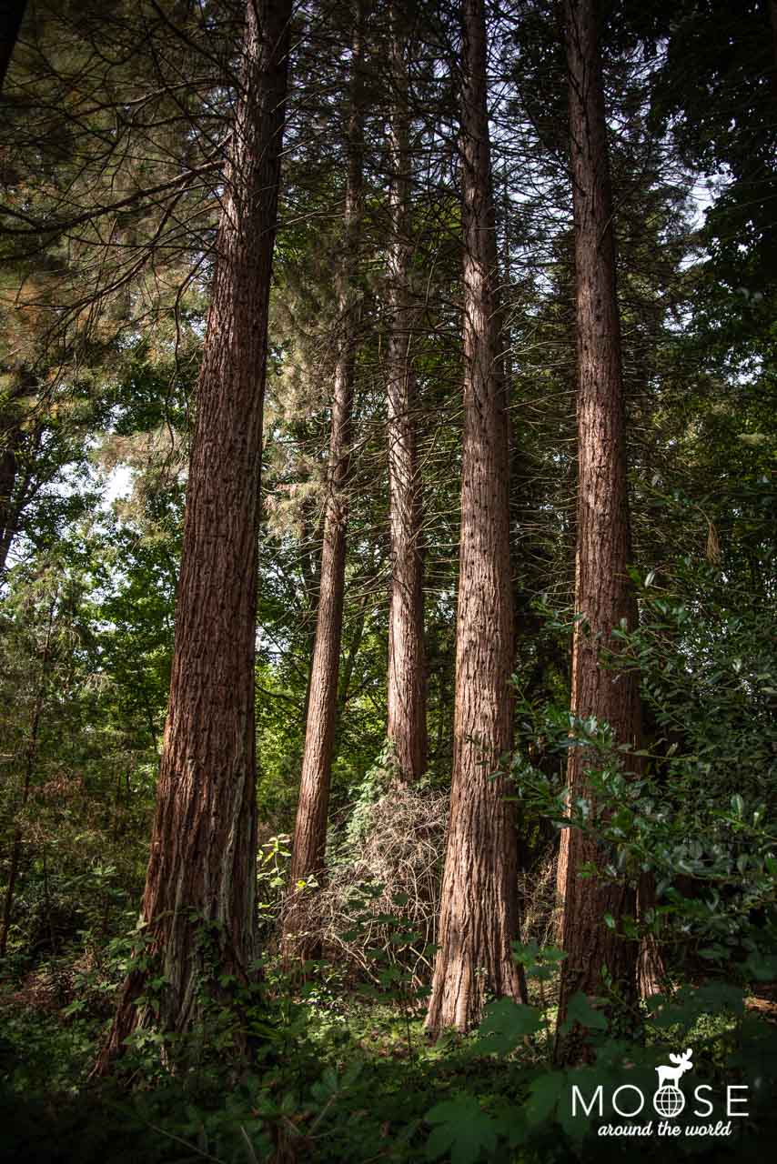 Sequoiafarm Kaldenkirchen Küstenmammutbäume 