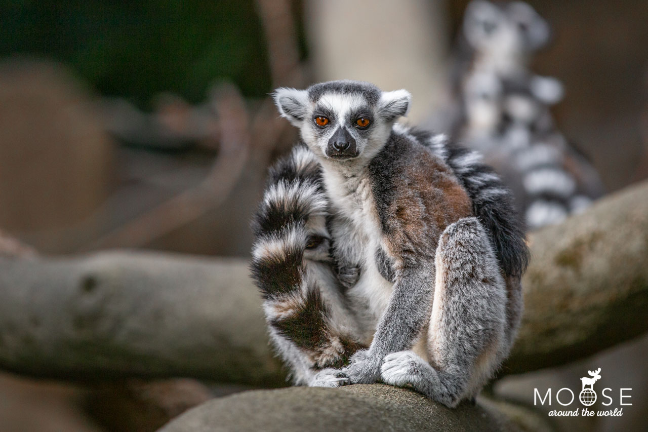 Skansen Aquarium Lemur