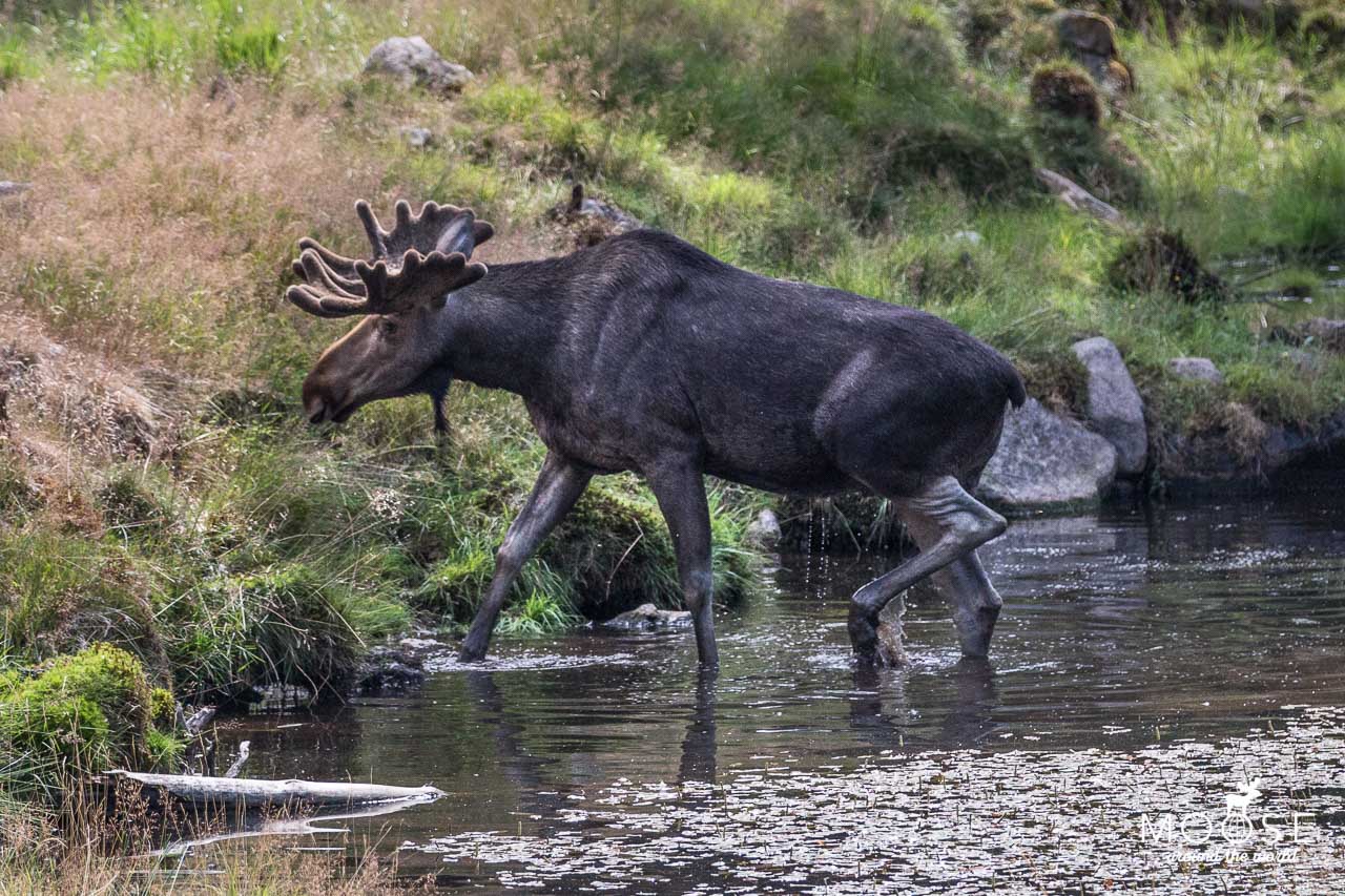 Gronäsen Älgpark Elch Smaland Schweden Wildtiergehege