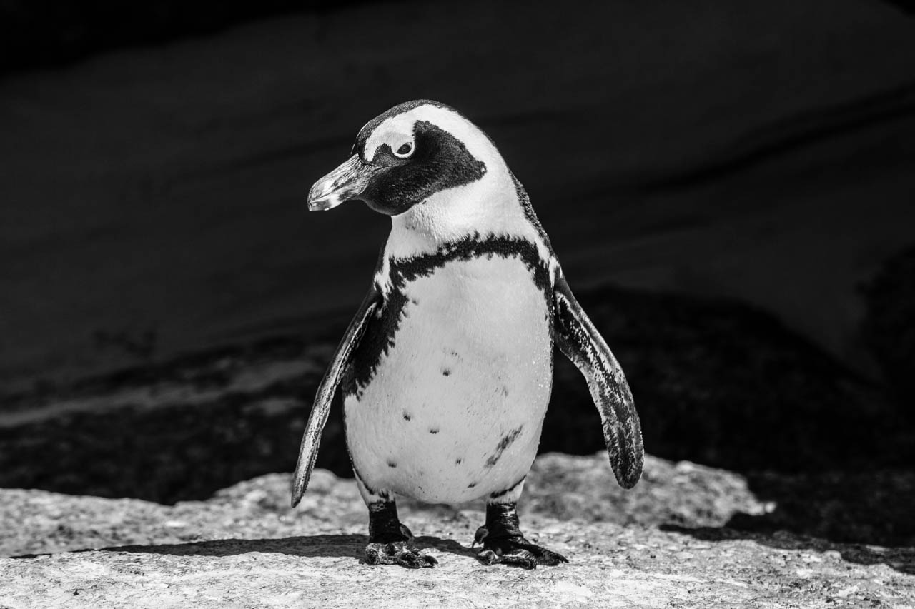 bouldersbeach_pinguin2