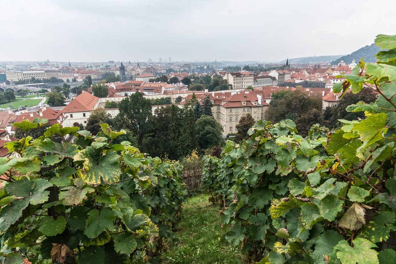 Am hinteren Ende der Burg führt der Weg durch einen schönen mit Wein bewachsenen Hang zurück in die Stadt. 